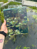99. Waterlilies