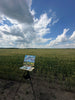 Wheat Field