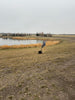 3. Frozen Pond